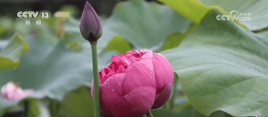 特色产业一派好“丰”光 “花果经济”激活乡村振兴 “新引擎”